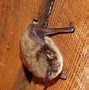 Image result for Little Brown Bat White-Nose Syndrome