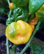 Image result for Scotch Bonnet Scoville