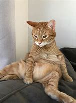 Image result for Chil Cat