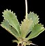 Image result for Primula marginata Amethyst