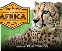 Image result for Night Heart of Africa Zoo