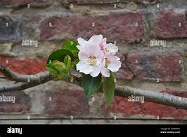 Image result for Apple Tree Cross Pollinates a Bramley Seedling