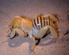 Image result for Jerusalem Cricket Look Alike