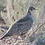 Image result for Sooty Grouse