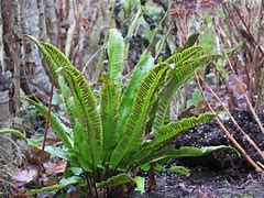 Image result for Phyllitis scolopendrium