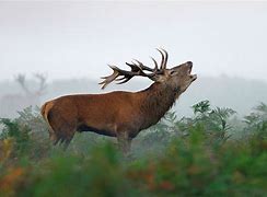 Image result for Red Deer Stag Roaring
