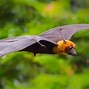 Image result for Fruit Bat Held