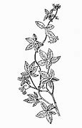 Image result for Botanical Pencil Line Drawing Vines