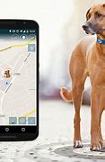 Image result for Find My iPhone Tracking Dog