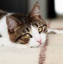 Image result for Cranky Cat