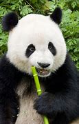 Image result for Panda Doke