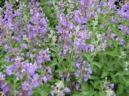 Image result for Nepeta racemosa Grol