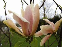 Image result for Magnolia Moon Spire