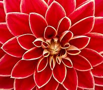 Image result for Royalty Free Images of Flowers