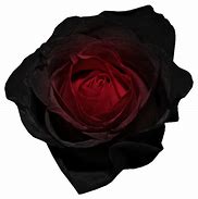 Image result for Black Rose Clear Background