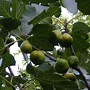 Image result for Ficus carica Osborns Prolific