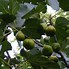 Image result for Ficus carica Bianco