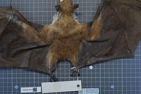 Image result for Dwarf Epauletted Fruit Bat