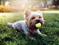 Image result for Beautiful Dogs with Balls