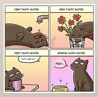 Image result for Breaking Cat News Comics Baby