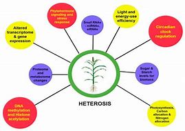 Image result for Wheat Heterosis