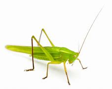 Image result for King Cricket Insect