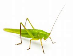 Image result for Brush Cricket Insect