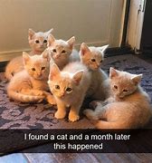 Image result for Ginger Cat with Big Mouth Meme