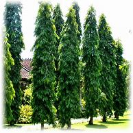 Image result for Mast Tree