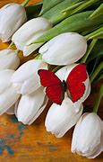 Image result for Tulip Butterfly
