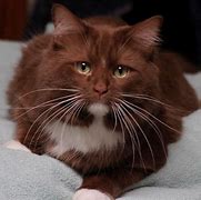 Image result for Brown Ragdoll Cat