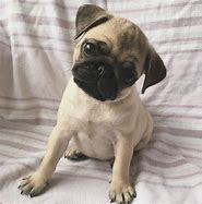 Image result for Cutest Pug in the Universe