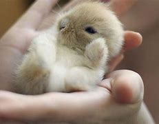 Image result for Cute Small Animals