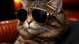Image result for Yellow Cat Glasses
