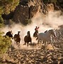 Image result for Calgaary Stampede Wild Horse Race