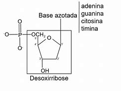 Image result for desoxirribonucle�tido