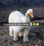 Image result for Where TF The Dawg Go Meme