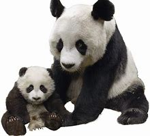 Image result for Giant Panda A4