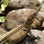 Image result for Sailfin Dragon Lizard