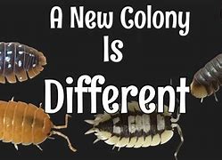 Image result for Isopod Colony
