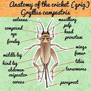 Image result for Cricket Insect Diagram