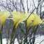 Narcissus romieuxii Julia Jane に対する画像結果