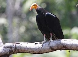 Image result for Cathartes Cathartidae