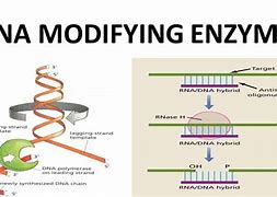 Image result for DNA Enzymes