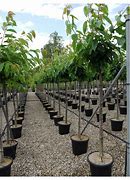 Afbeeldingsresultaten voor Prunus avium Duroni 3