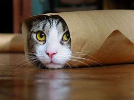 Image result for Funny Cat Wallpapers