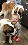 Image result for Dog Clasp