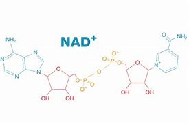 Image result for Nad Chemical Structure