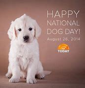 Image result for Cool Dog Day Picture