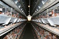 gabbia galline quot fuorilegge le uova delle galline in gabbia quot ilgiornale it gabbia galline quot fuorilegge le uova delle galline in gabbia quot ilgiornale it